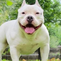 Nova - American Bully