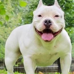 Nova - American Bully