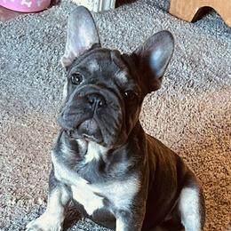 French Bulldog puppies from Kelle Freels