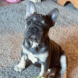 French Bulldog puppies from Kelle Freels