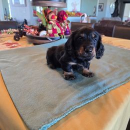 Black boy - Black and tan male Dachshund puppy in Cedar City, Utah from Country Doxies