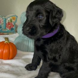 Giant Schnauzer Puppies from JAMG Schnauzers