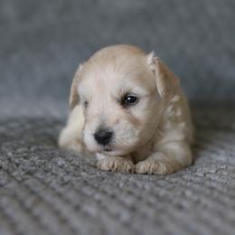 Kieran - White male Miniature Schnauzer puppy in Tremonton, Utah from Rocky Mountain Schnauzer