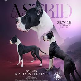 Astrid - Great Dane