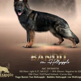 Bandit - German Shepherd