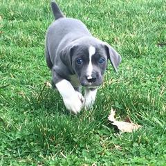 Mountain Cur Puppies from Walnut Ridge Mountain Curs