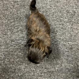Boy 3 - Brindle male Shih Tzu puppy in Hibbing, Minnesota from Iron Range Shih Tzu and Puppies