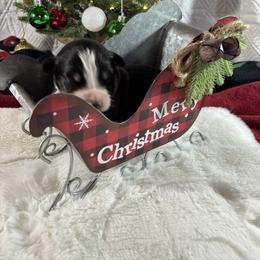 Black tri 1 - Black tri-color male Australian Shepherd puppy in Loganville, Georgia from Howell Aussies