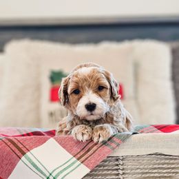 Cocoa - Red  male Goldendoodle puppy in Punta Gorda, Florida from Transformation Acres Goldendoodle