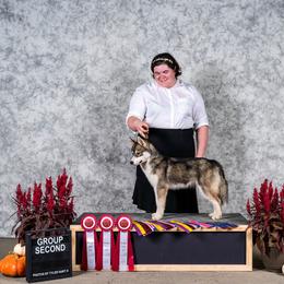 Valkyrie - Gray and white female Siberian Husky puppy in Mechanicsville, Virginia from Shinko Siberians