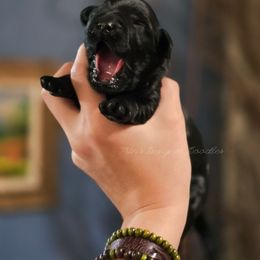 Prosa - Black female Goldendoodle puppy in Centreville, Mississippi from Trin's Designer Doodles
