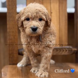 Clifford - Apricot male Goldendoodle puppy in Lancaster, Minnesota from North Star Dog Training