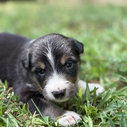 Star - Tri-color female Border Collie puppy in Cedartown, Georgia from Ferguson Border Collies