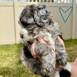 Alice in Wonderland - Teal - Girl - Blue merle female Bernedoodle puppy in South Jordan, Utah from Ellas.Pups (Bernedoodles & Cavapoos)