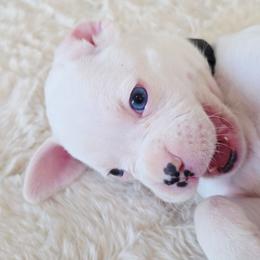 Boy 1 - White male Boxer puppy in Howey In The Hills, Florida from Bayla Belle & Blossom's Boxers