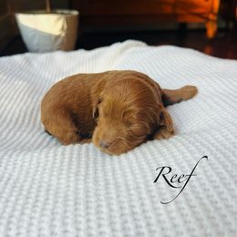 Reef - Red male Cockapoo puppy in Alexandria, Alabama from Bright and Beautiful Cockapoos and Doodles