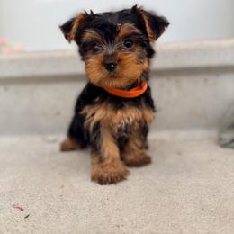 Lucy - Black and tan female Yorkshire Terrier puppy in Bruceville, Indiana from Baby Girl’s Yorkies, Shih-Tzu, Shorkies