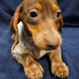 Iris - Piebald female Dachshund puppy in Tower City, Pennsylvania from Stoney Mountain Mini Doxies