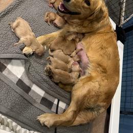 Boy 1 - Light golden male Golden Retriever puppy in Great Falls, Montana from VS Golden Fields