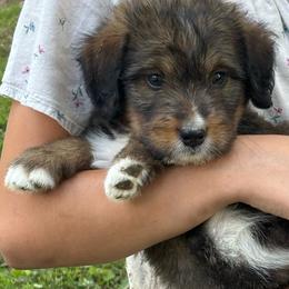 Avonlea - Tri-color female Bernedoodle puppy in Holden, Missouri from Mid-West Bernedoodles