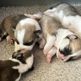 Pembroke Welsh Corgi puppies from Trotter Hill Farms