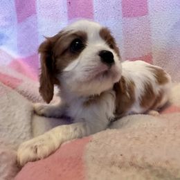 Cavalier King Charles Spaniel Puppies from Dawson’s Creek Breeding
