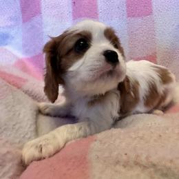 Cavalier King Charles Spaniel Puppies from Dawson’s Creek Breeding