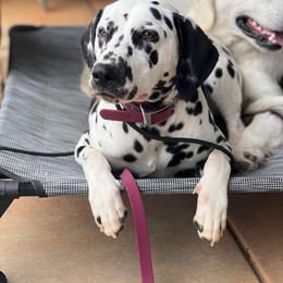 Duchess - Dalmatian