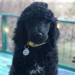 Poodles from Warner Mountain Standard Poodles