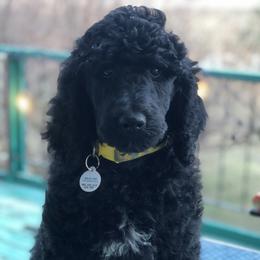 Poodles from Warner Mountain Standard Poodles