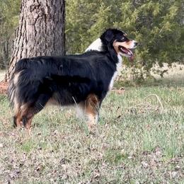 Jett - Australian Shepherd