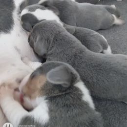 Beagle Puppies from Lovan's Spring Creek Kennel