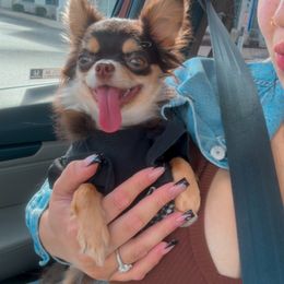 Mia - Chihuahua