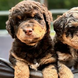 Aussiedoodles, Australian Mountain Doodles, Bernedoodles, and Poodles from Magnolia Grove Doodles