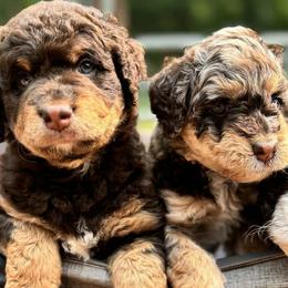 Aussiedoodles, Australian Mountain Doodles, Bernedoodles, and Poodles from Magnolia Grove Doodles