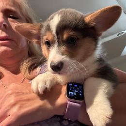 Luke - Gray and white male American Corgi puppy in Orangevale, California from Corgis of the Heart