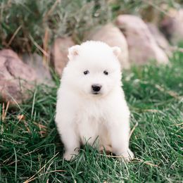 Rolley Polley - White male Samoyed puppy in Morgan, Utah from Mountain Legacy Samoyeds