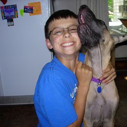 Great Dane Puppies from DiolaDanes