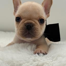 Gunner - Cream male French Bulldog puppy in Largo, Florida from Big Daddy Frenchies