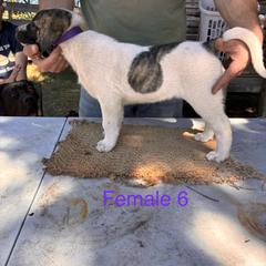 Girl 6 - Biscuit and white female Anatolian Shepherd Dog puppy in Daggett, Michigan from T&S Anatolians