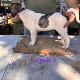 Girl 6 - Biscuit and white female Anatolian Shepherd Dog puppy in Daggett, Michigan from T&S Anatolians
