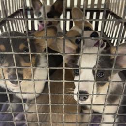 "Shot appt " Pembroke Welsh Corgi Puppies from Chase Em All Corgis