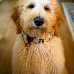 Double Doodle and Goldendoodle All Grown Up from Patterson Doodles