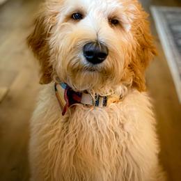 Double Doodle and Goldendoodle All Grown Up from Patterson Doodles