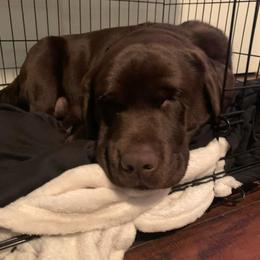 Labrador Retriever All Grown Up from OC Labradors
