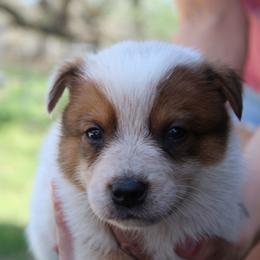 Persephone - Red speckled female Australian Cattle Dog puppy in Colbert, Oklahoma from LoveAHeeler