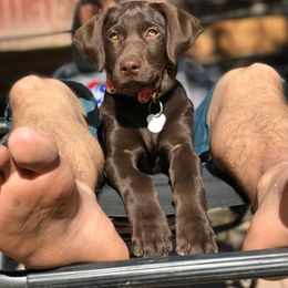 Labrador Retriever All Grown Up from Rocky Mountain Dogs - Utah