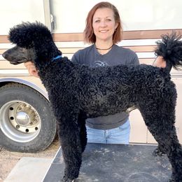 Poodles from TGT Fancy Pants Poodles