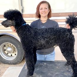 Poodles from TGT Fancy Pants Poodles