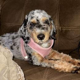 Luna - Cavapoo
